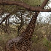  Lake Manyara, TZ